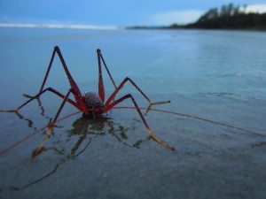 Cave Cricket on Combers by Allison Timmermans