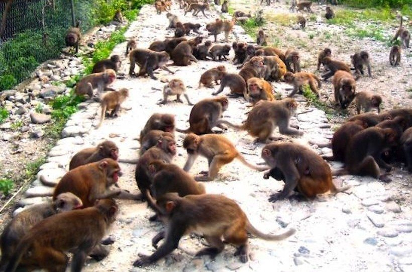 lots of primates on monkey island in Vietnam