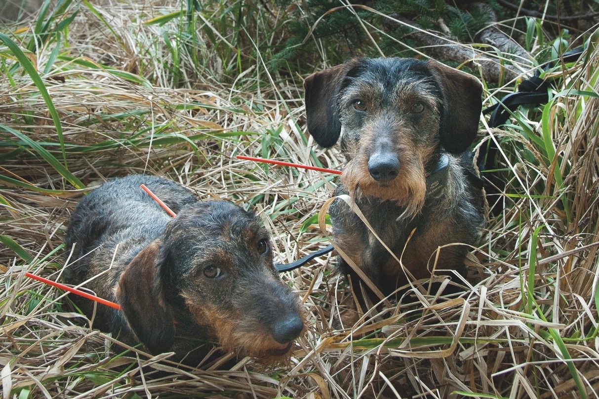 How Weiner Dogs Saved Haida Gwaii - Mountain Culture Group